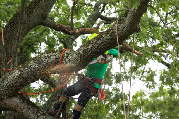 Best Palm Tree Trimming  in La Blanca, TX