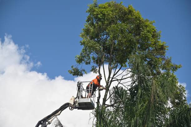 How Our Tree Care Process Works  in  La Blanca, TX