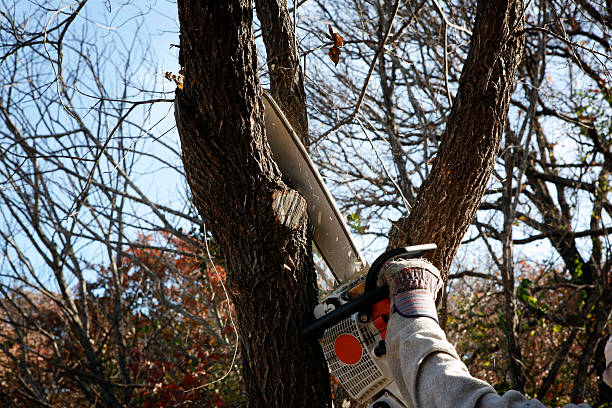 Best Tree Trimming and Pruning  in La Blanca, TX