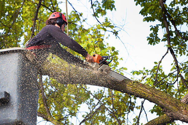 Best Tree Maintenance Programs  in La Blanca, TX