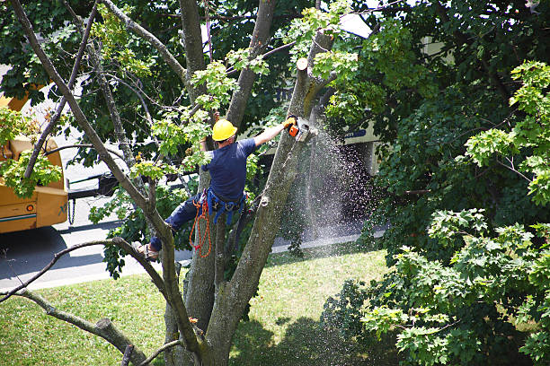 Tree and Shrub Care in La Blanca, TX