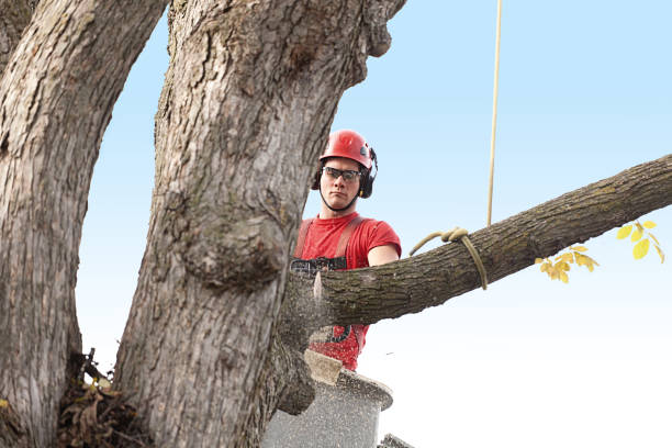 Best Hedge Trimming  in La Blanca, TX